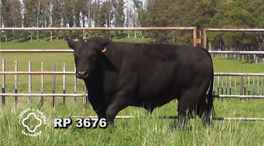 Lote 2 Toros Aberdeen Angus a remate en Los Cerros de San Juan - Santander, Artigas