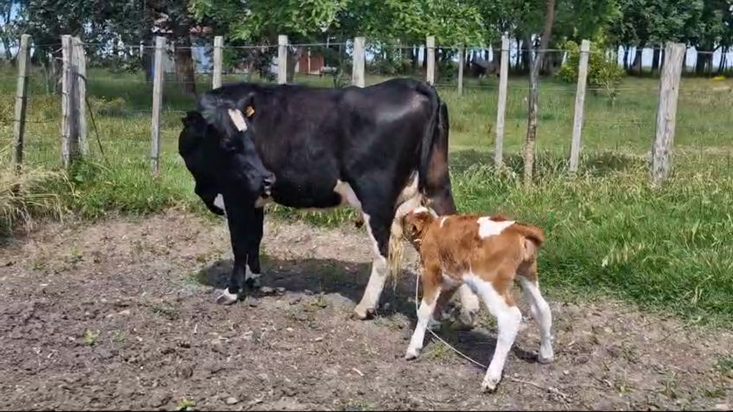 Lote Vaquillonas  a remate en Pantalla Camy 450kg -  en Rodriguez