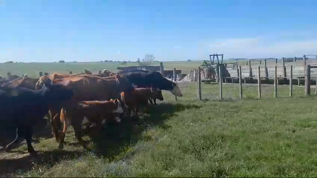 Lote 38 Piezas de cría a remate en Pantalla Camy, San José