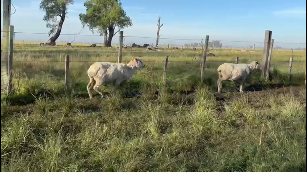 Lote OVEJAS Y BORREGAS ENCARNERADAS