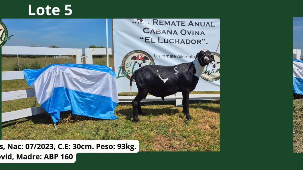 Lote PP