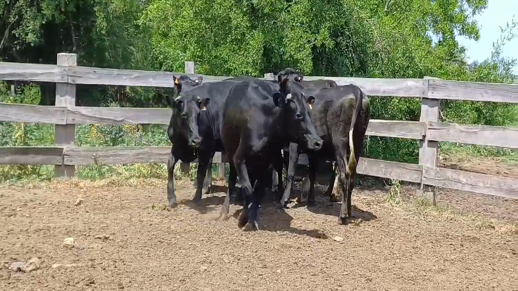 Lote 6 Vaquillonas preñadas CRUZAS a remate en #50 Pantalla Carmelo en PASO LA QUINTA