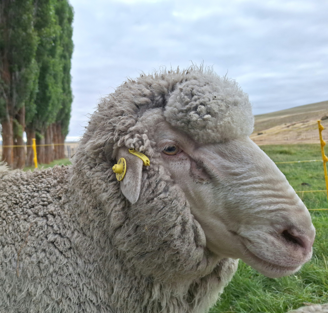 Lote Carnero TOP A, 21-1364