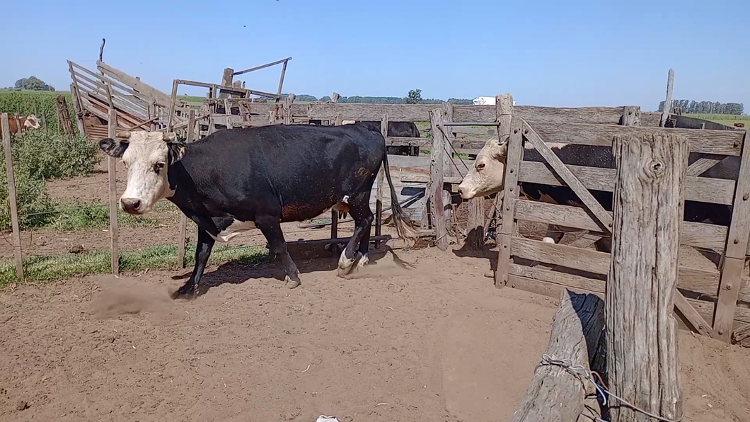 Lote 40 Vacas Usada C/Cria en Salazar