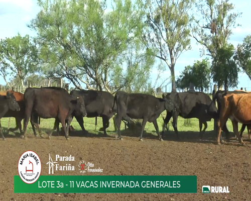 Lote (Vendido)11 Vacas de Invernada a remate en María Isabel, Artigas