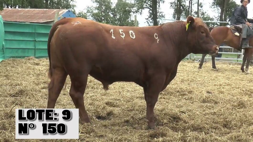 Lote 3 Toros a remate en La Empastada, Durazno