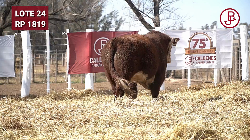 Lote TORO