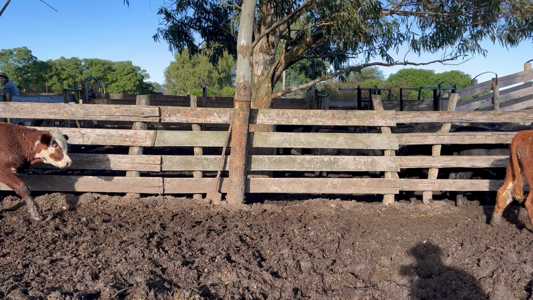 Lote NOVILLOS 1 a 2 AÑOS