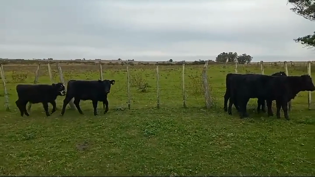 Lote (Vendido)5 Terneras ANGUS a remate en #46 Pantalla Carmelo 175kg -  en LA CONCORDIA