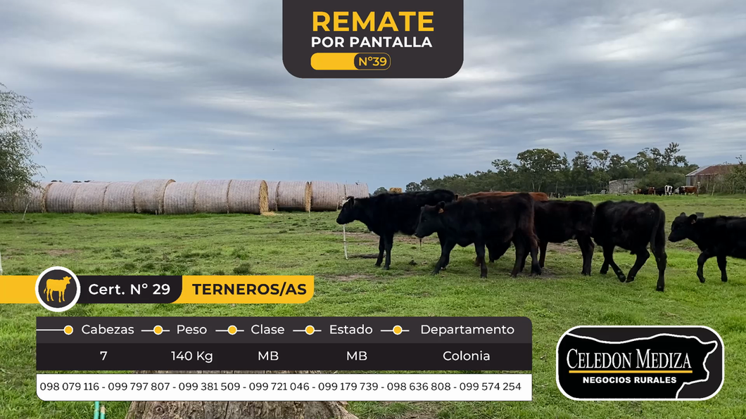 Lote 7 Terneros en Colonia