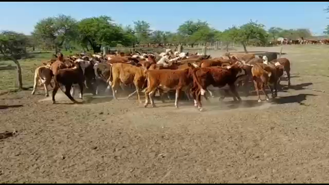 Lote 75 Terneros/as en Curuzú-Cuatiá, Corrientes