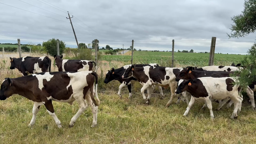 Lote TERNEROS