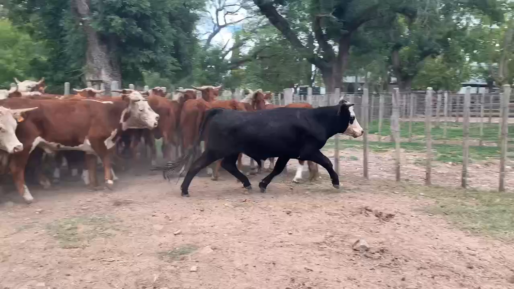 Lote 24 Novillos 2 a 3 años en Melo, Cerro Largo