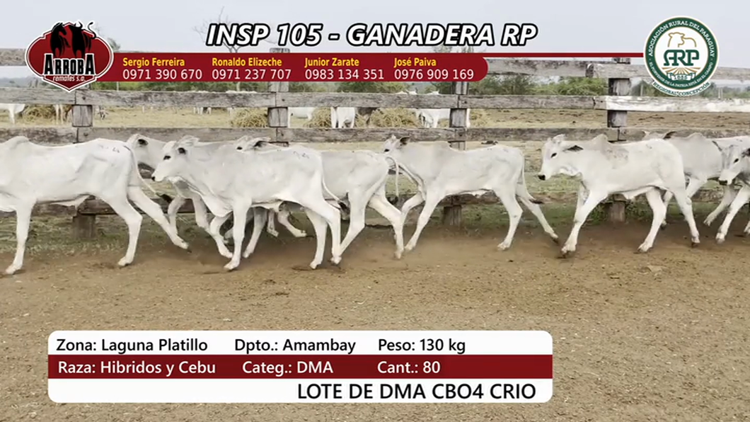 Lote Insp 105