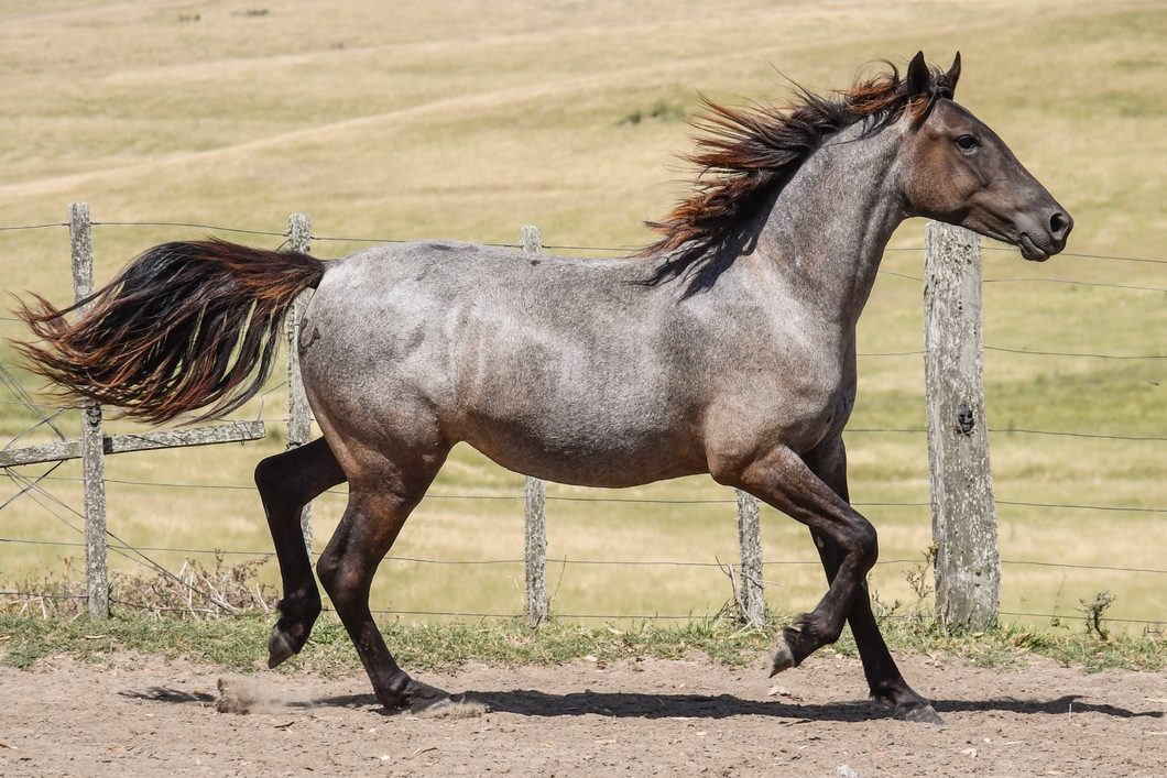 Lote MANGRULLO OSADA