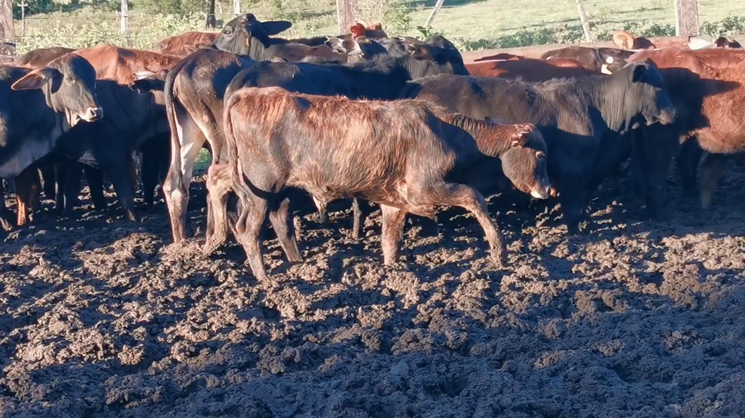 Lote 80 Desmamantes hembras en CORONEL OVIEDO, Caaguazú