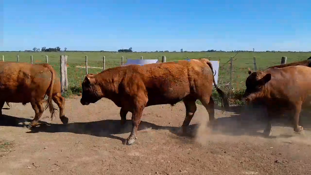 Lote 13 Toros