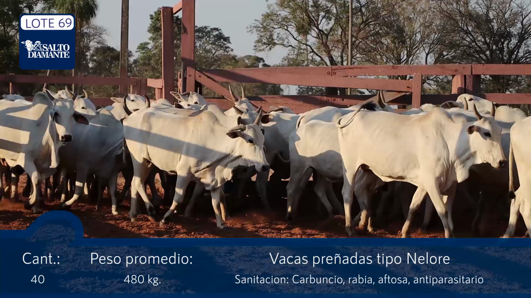 Lote LOTE 69- POR PANTALLA