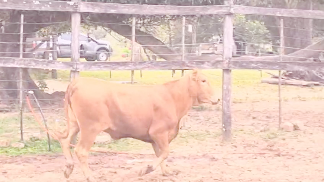 Lote Vaquillas Brangus a remate en Pantalla El Plantelaso 310kg -  en Cnel. Oviedo