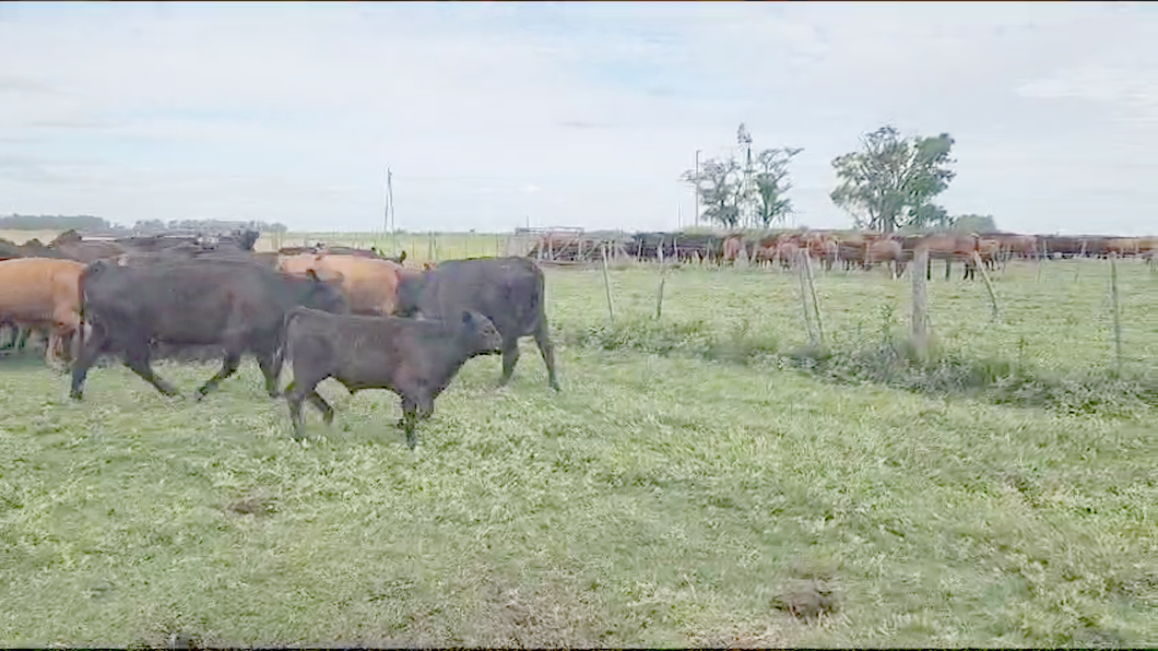 Lote 25 Vacas nuevas C/ cria en Bolívar, Buenos Aires