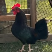 Lote Gallo