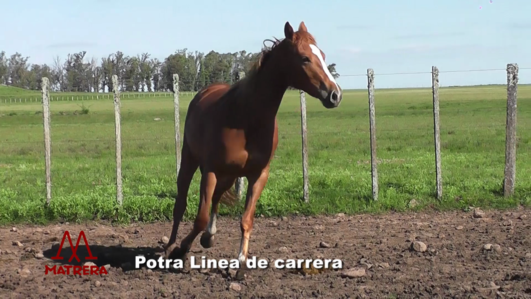 Lote POTRAS DE CARRERA