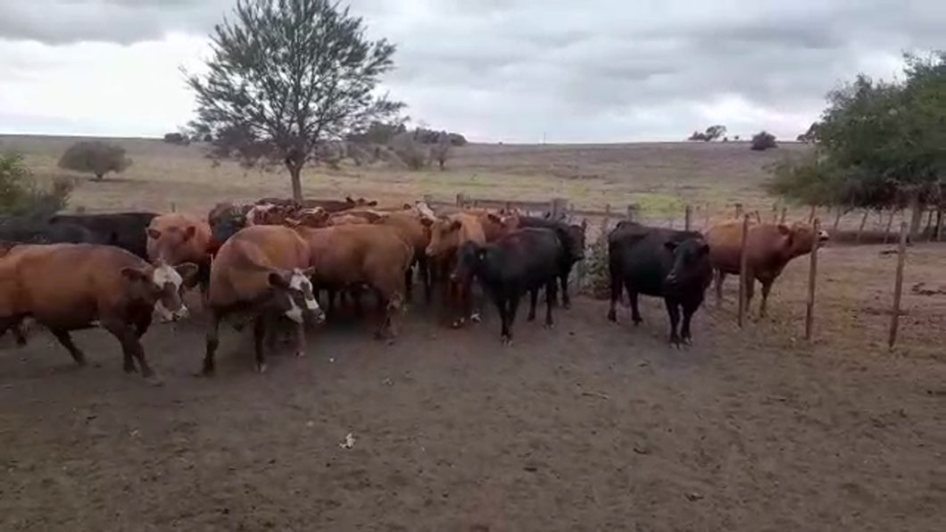 Lote (Vendido)24 Vacas de Invernada LIMANGUS - NORMANO/ LIMANGUS a remate en #29 Pantalla Carmelo 530kg -  en CUFRE