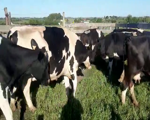 Lote (Vendido)9 Vacas de Invernada HOLANDO a remate en Pantalla Camy - Febrero 2022 600kg - , San José
