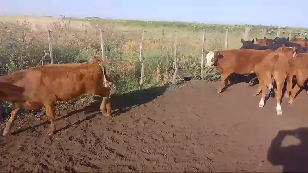 Lote 65 Terneros en LAPRIDA - A TERMINO