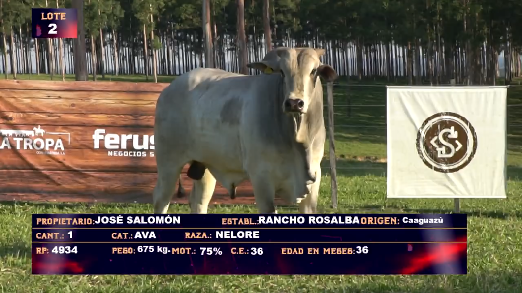 Lote JOSE SALOMON- LOTE 2