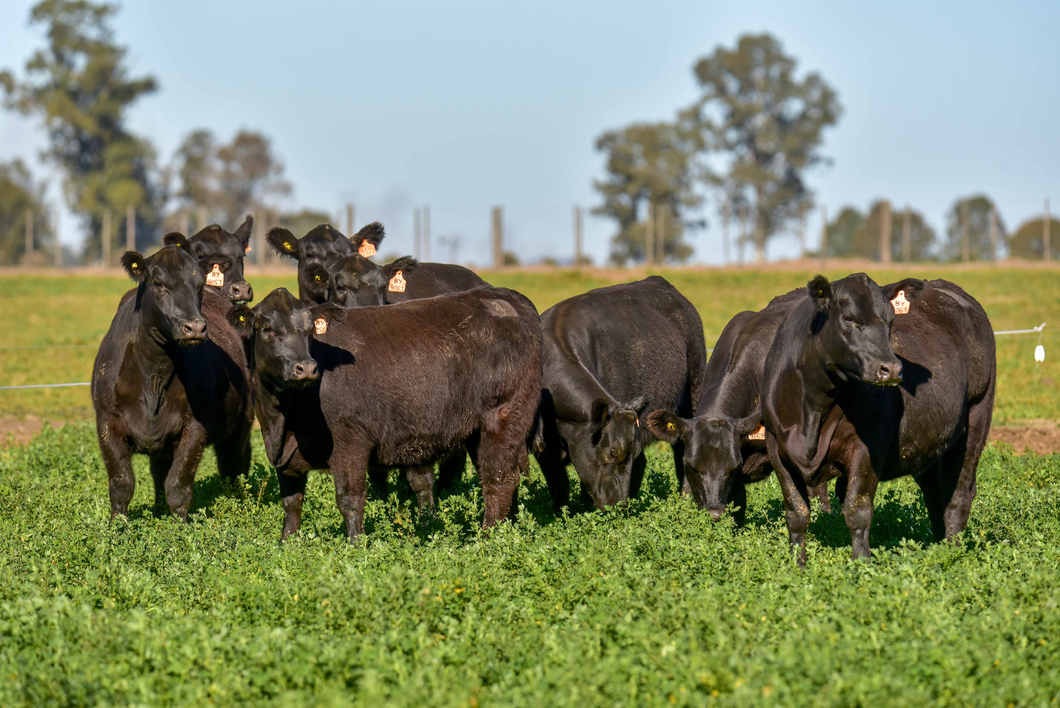 Lote 8 Vaquillonas PC - Parición Otoño