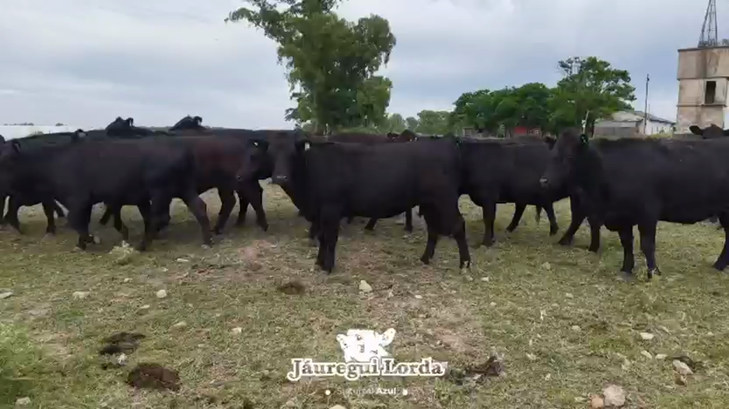 Lote 32 Vaquillonas preñadas