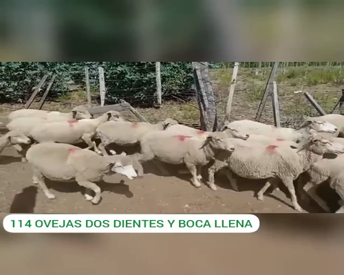 Lote Ovejas