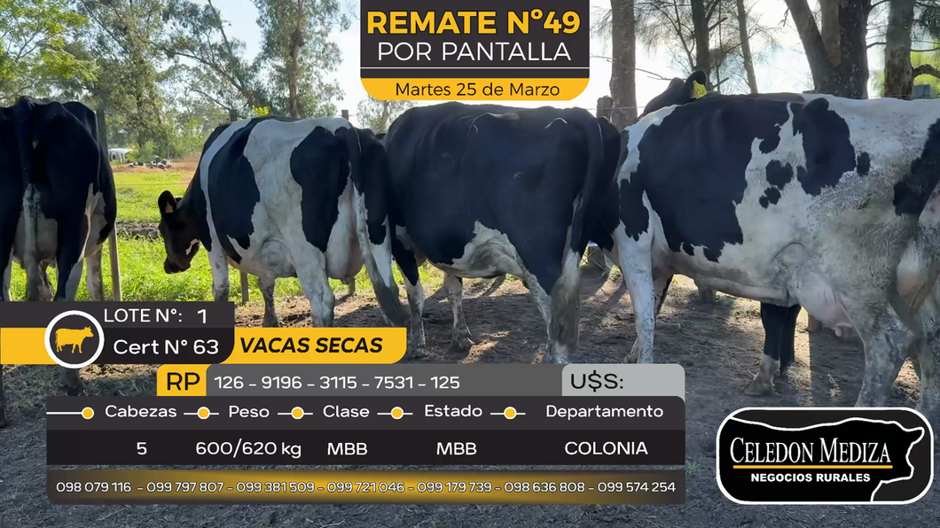 Lote 5 Vacas secas en Estanzuela, Colonia