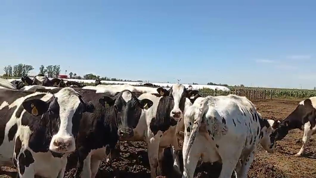 Lote 24 Vacas Holando Argentino en Carlos Pellegrini, Santa Fe