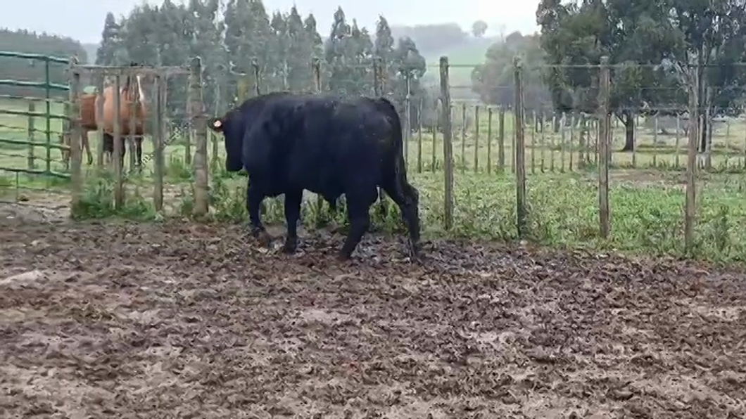 Lote (Vendido)TORO PI ANGUS a remate en #48 Pantalla Carmelo en EL CORONILLA