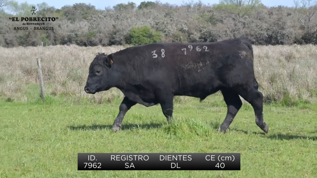 Lote 3 Toros Angus SA a remate en El Pobrecito, Durazno