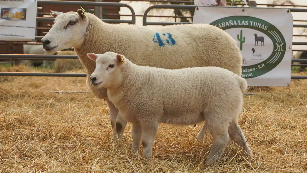 Lote TEXEL HEMBRA