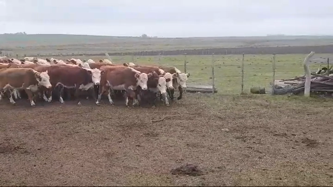 Lote (Vendido)34 Vaquillonas 1 a 2 años HEREFORD a remate en #46 Pantalla Carmelo 255kg -  en PALO SOLO