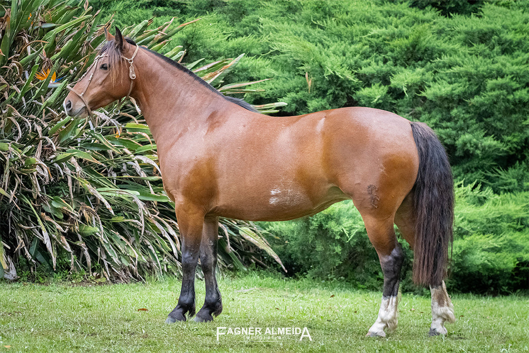 Lote QUELEN GUINDA