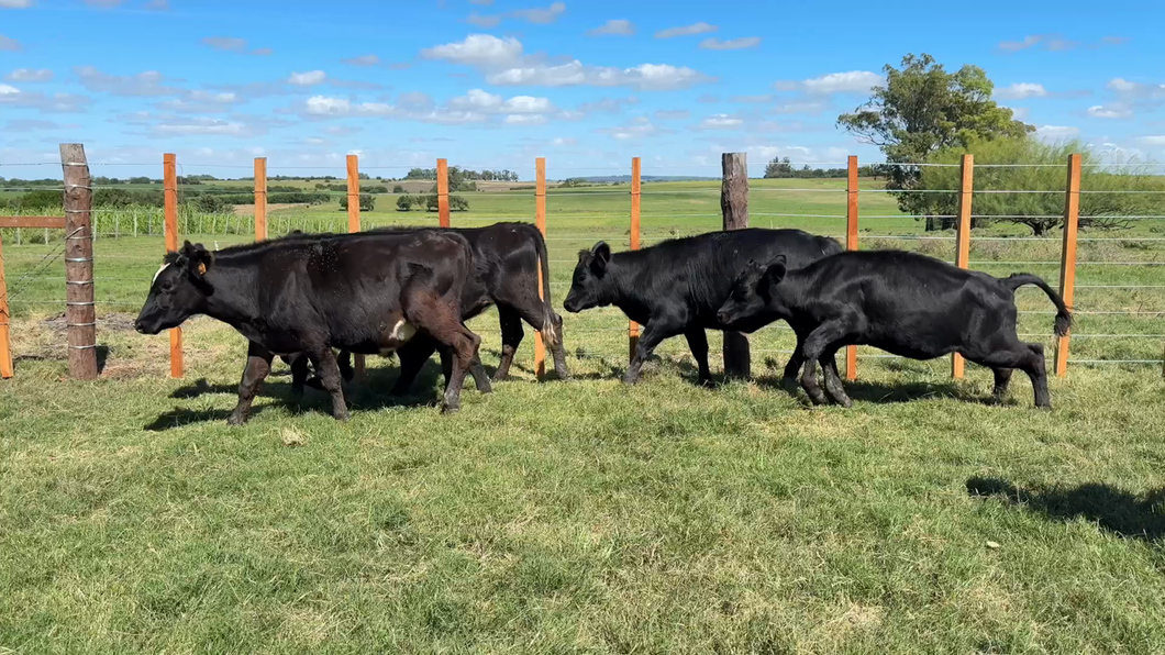 Lote NOVILLOS Y VAQUILLONAS 1a2 AÑOS