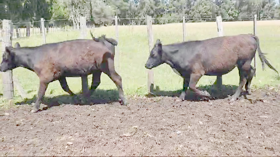 Lote 31 Novillitos y vaquillonas