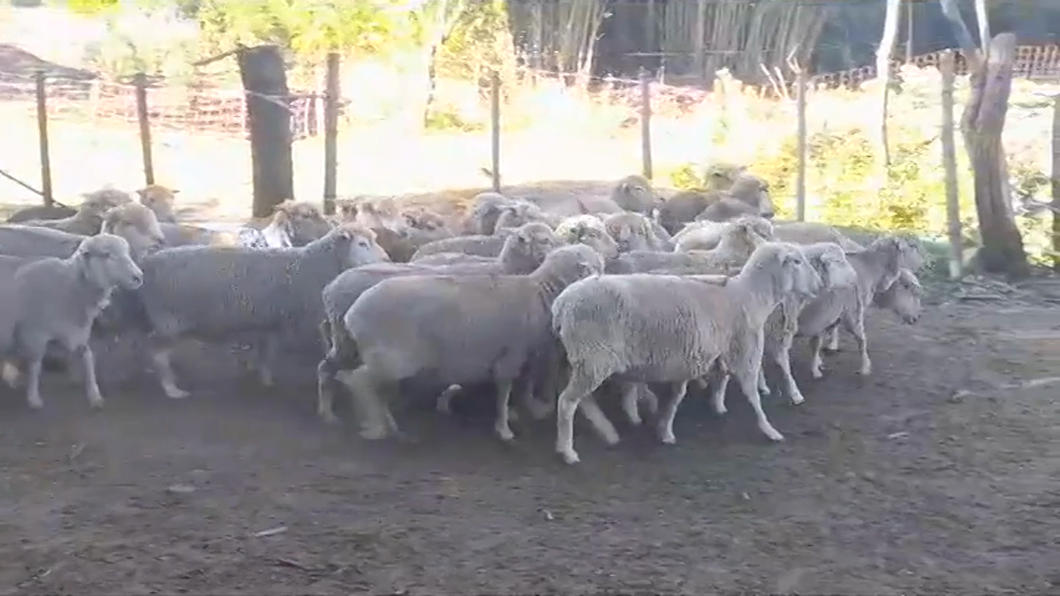 Lote (Vendido)30 Ovejas a remate en #41 Pantalla Carmelo , Colonia