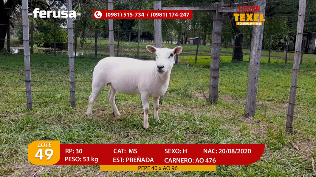 Lote Lote 49