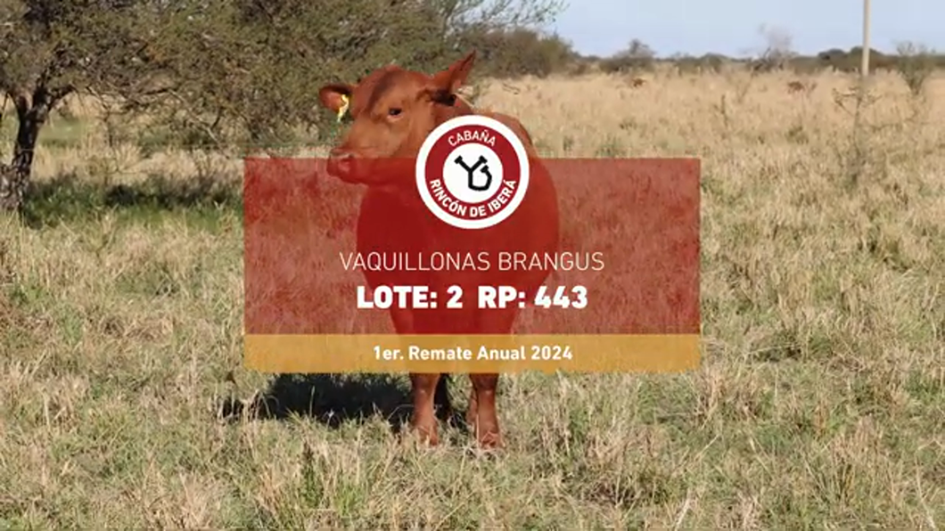 Lote FORTIN RIFLES 443