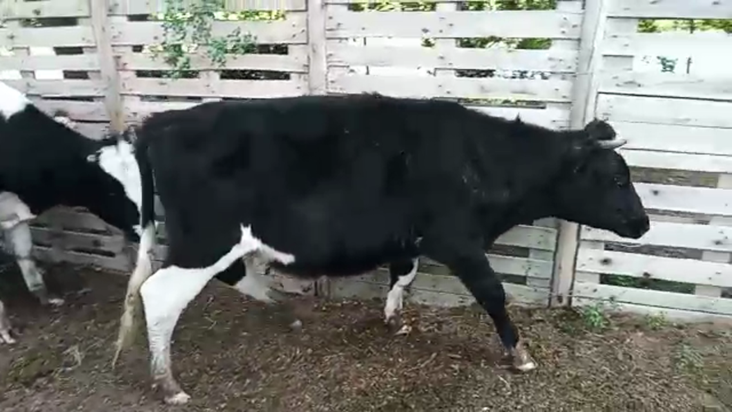 Lote 3 Novillos HOLANDO HEREFORD a remate en PANTALLA VIRTUAL - ESCRITORIO CAMY - LA CUENCA 400kg - , San José