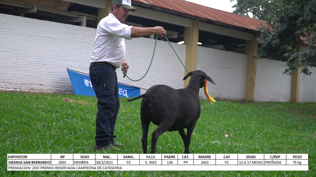 Lote Santa Inés Expo Internacional 2022 - Lote 36