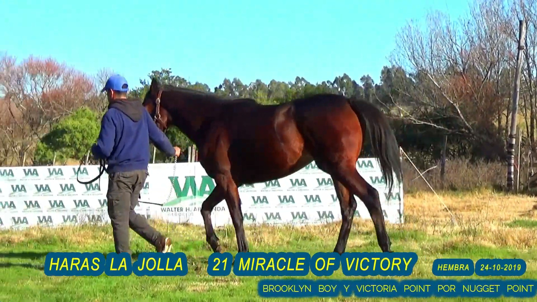 Lote MIRACLE OF VICTORY