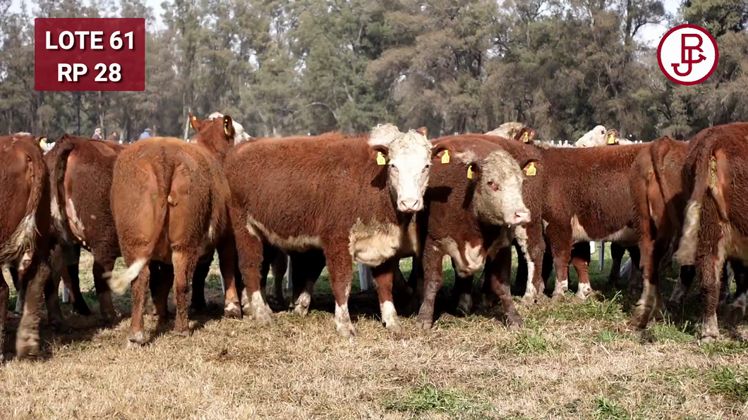 Lote VAQUILLONA PR PREÑADA PARICIÓN PRIMAVERA