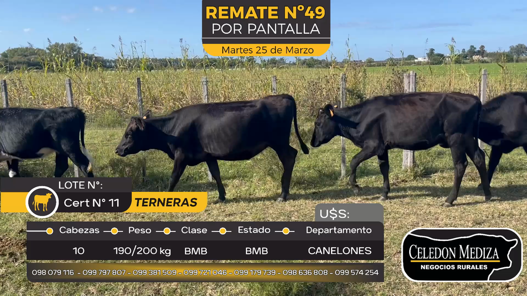 Lote 10 Terneras en Juanicó, Canelones